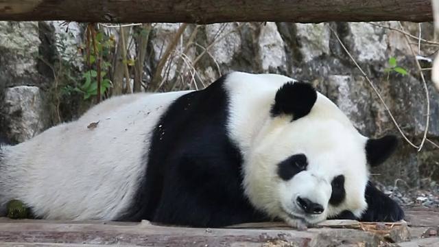 今天是手扶拖拉机