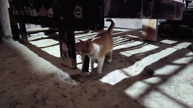 猫咪抓到一只老鼠吃