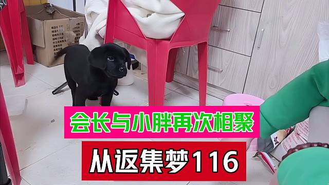会长与小胖再次相遇从返集梦116