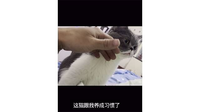 猫星人