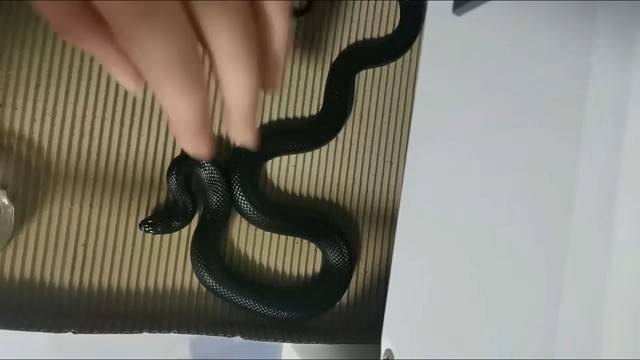 精品黑王公67.8g补个视频