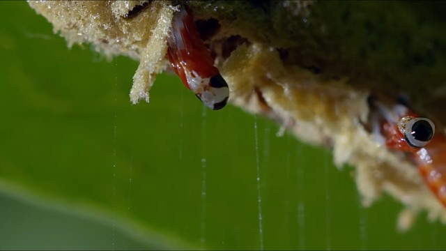 兰花螳螂的一生