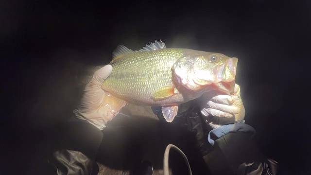 钓获野鲈一尾嘎嘎猛