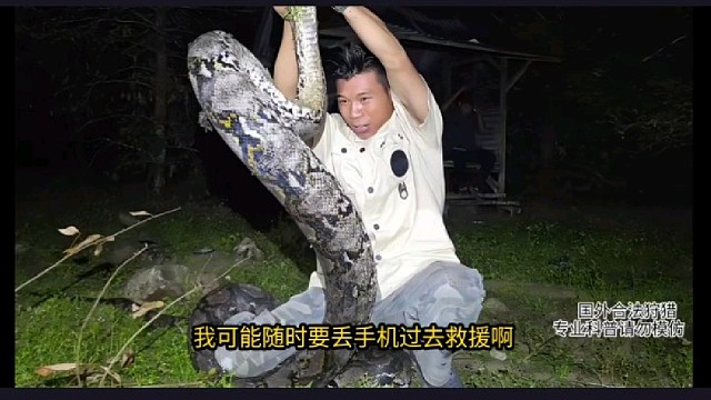 【蛇哥】蛇哥已经开始弄蟒蛇了，看得头皮发麻！