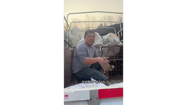 首批18头小黑猪开启胖哥养猪计划，他非还要带着农户一起来养，这坑你敢跟着跳吗？