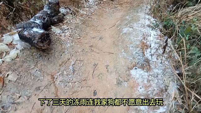 下了三天的冻雨冷的我家狗都不愿意出去玩