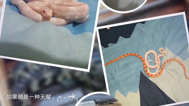 一直喜欢的宠物