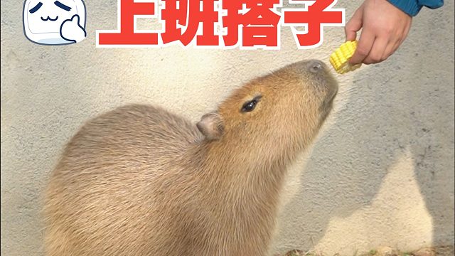 奶爸和他的好搭子