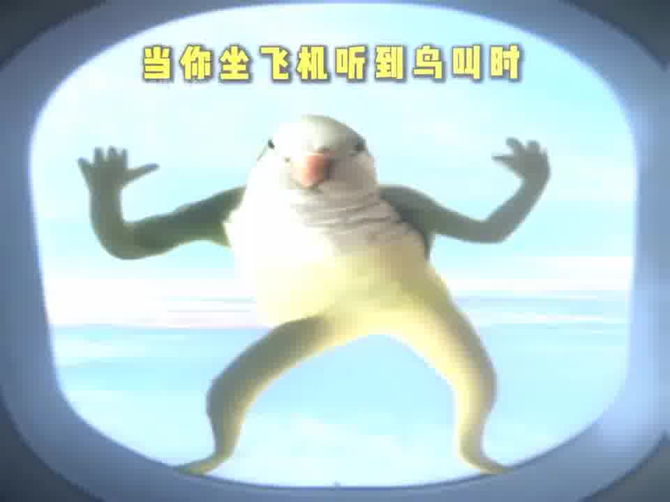 当你坐飞机听到鸟叫时