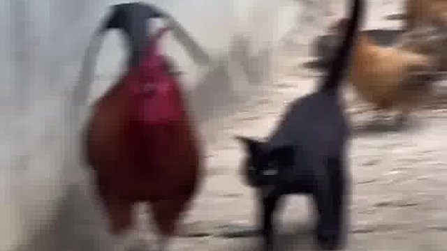 哈鸡咪这个谁懂啊哈