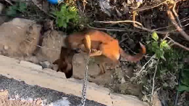 狗子比较狂，于是主人给它放下去消消火，狗子终于老实了