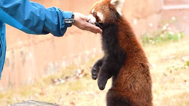 奶妈的大号挂件