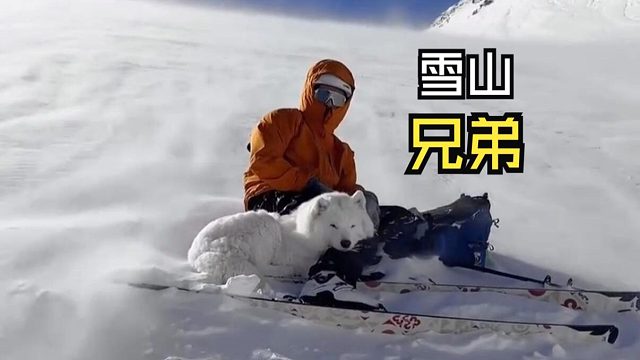 那些让人惊叹的动物视频！