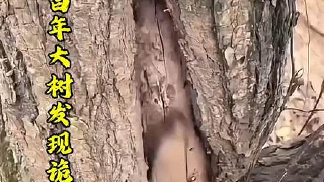 这是一棵特别的树