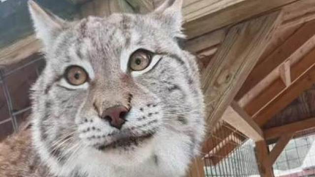 猞猁：我承认我之前有点装了，一只被国外大叔接下来的猞猁，自从吃上自助餐后就对大叔念念不忘