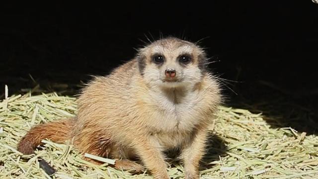 狐獴家族高能量的一天