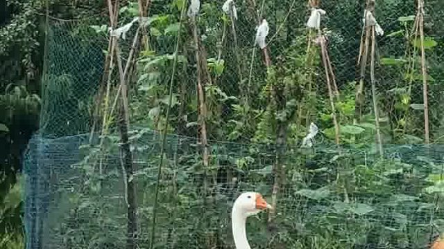 装大了容易出洋相哈