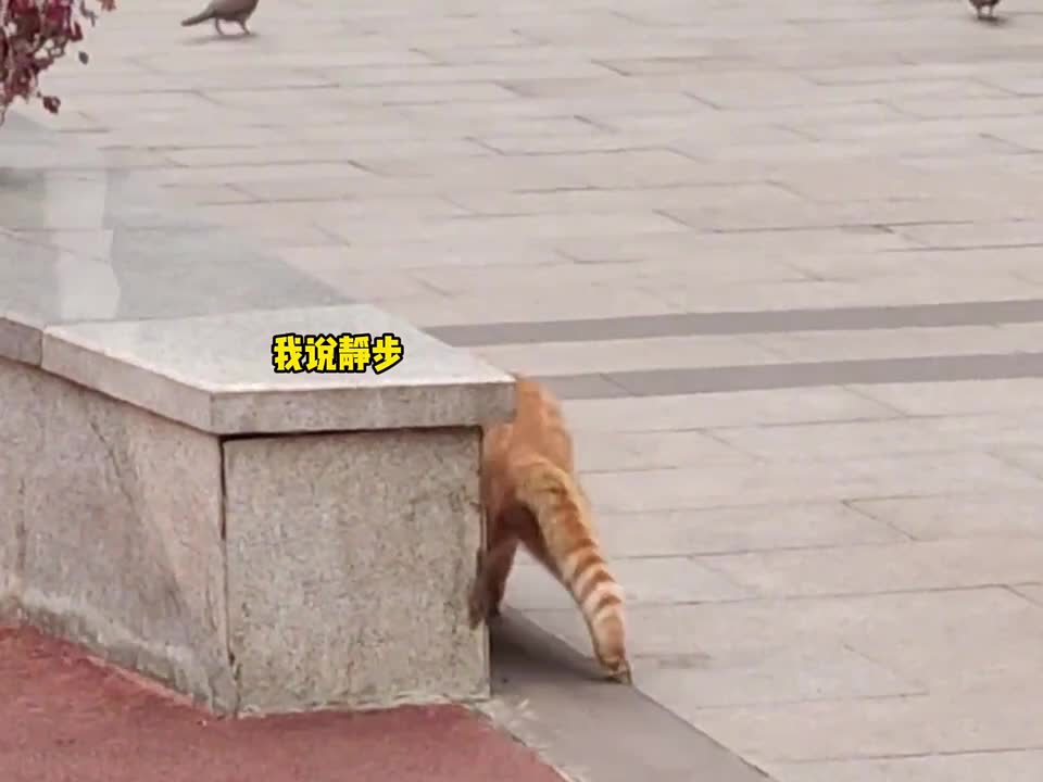 不怕神一样的对手，就怕猪一样的队友