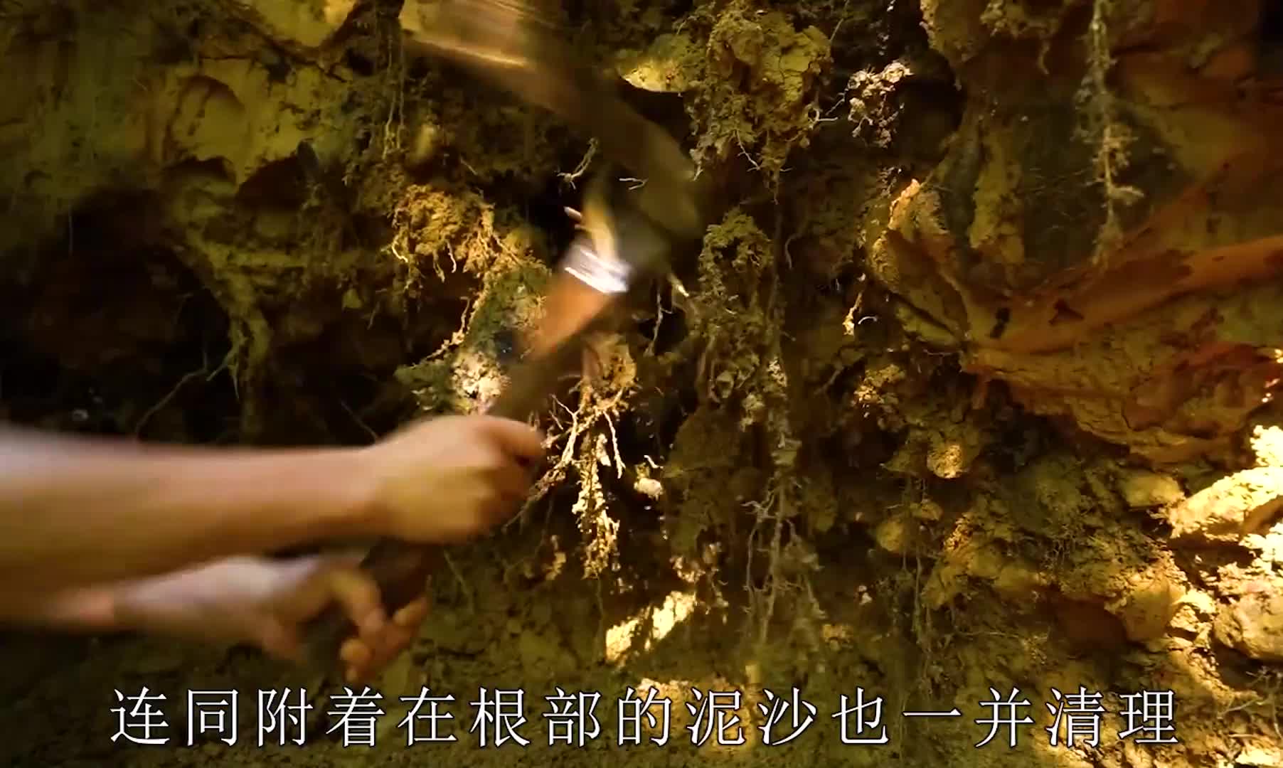如果有天迷失荒野那这个隐藏在雨林中的庇护所一定能让你安全感满满 (1)