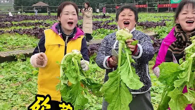 青菜头丰收正当时，快来涪陵砍菜头哟！#乌江榨菜 #涪陵青菜头丰收季