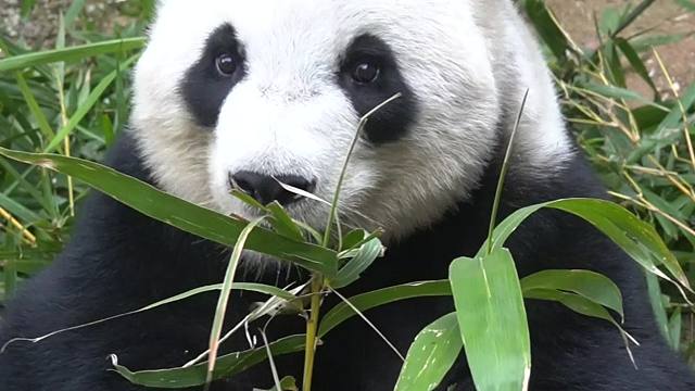 竹尖尖也要尝尝咸淡