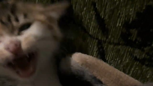 流浪猫泛滥的真相：好心人的投喂，是物业的灾难…