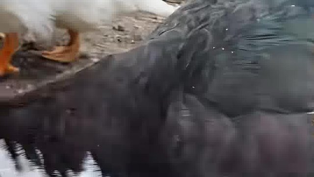 小马哥格局太大了