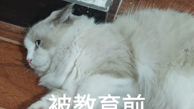 别被短视频骗了！真实的流浪猫：脏、臭、还爱咬人！