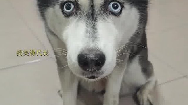 在家真的无聊买了一只二哈感觉好傻啊！