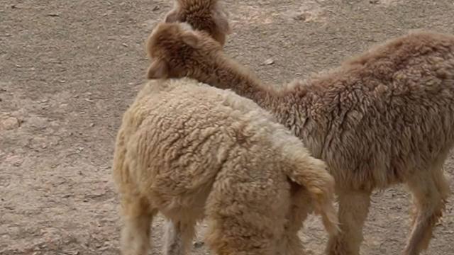 打架还是挠痒痒呢