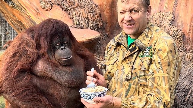 女明猩“丹娜”：我真没空陪你闹了！