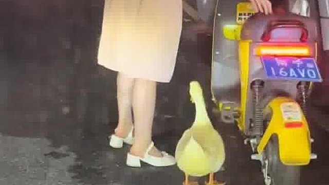 欢愉满溢的鸭儿