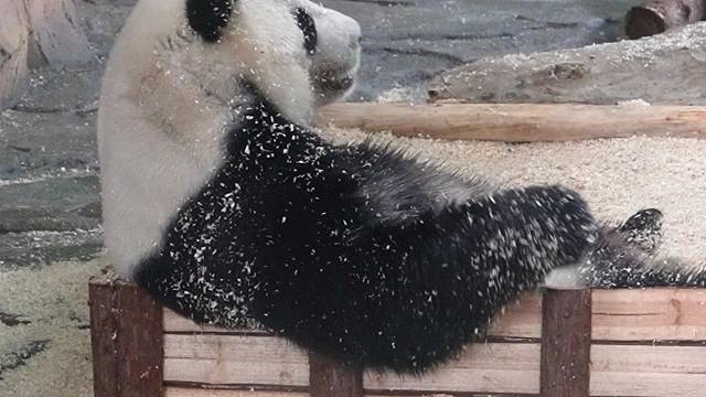 和木屑天下第一好