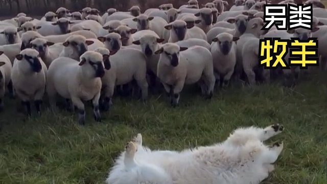 那些动物们的尴尬时刻!