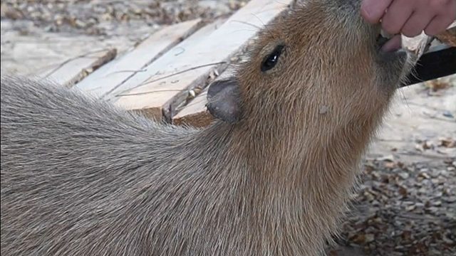 大板牙藏不住了