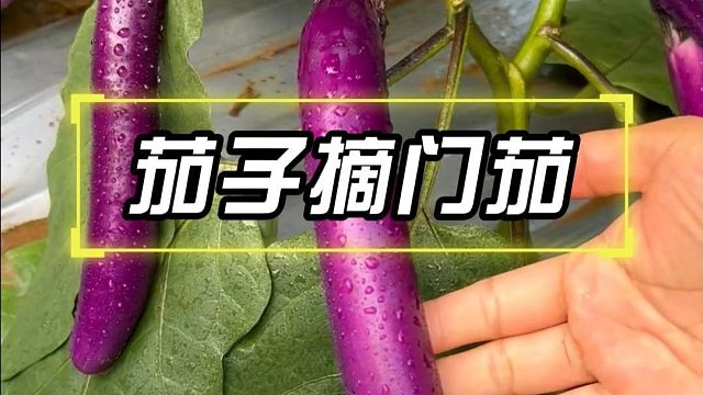 茄子要想结的多，这个操作别忘掉