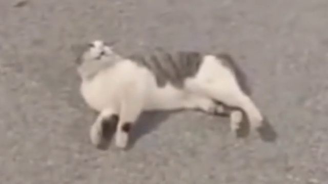 原来殉情不是古老的传言