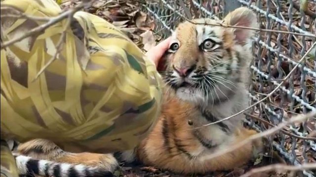 如何安抚一只超凶的小老虎