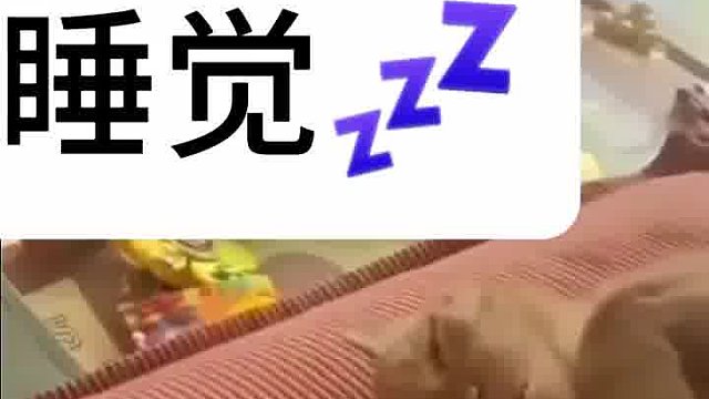 咪咪每多活一天都是赚的