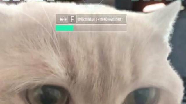 你们让我不要打扰小猫吸球，小猫吸球纯享版来了