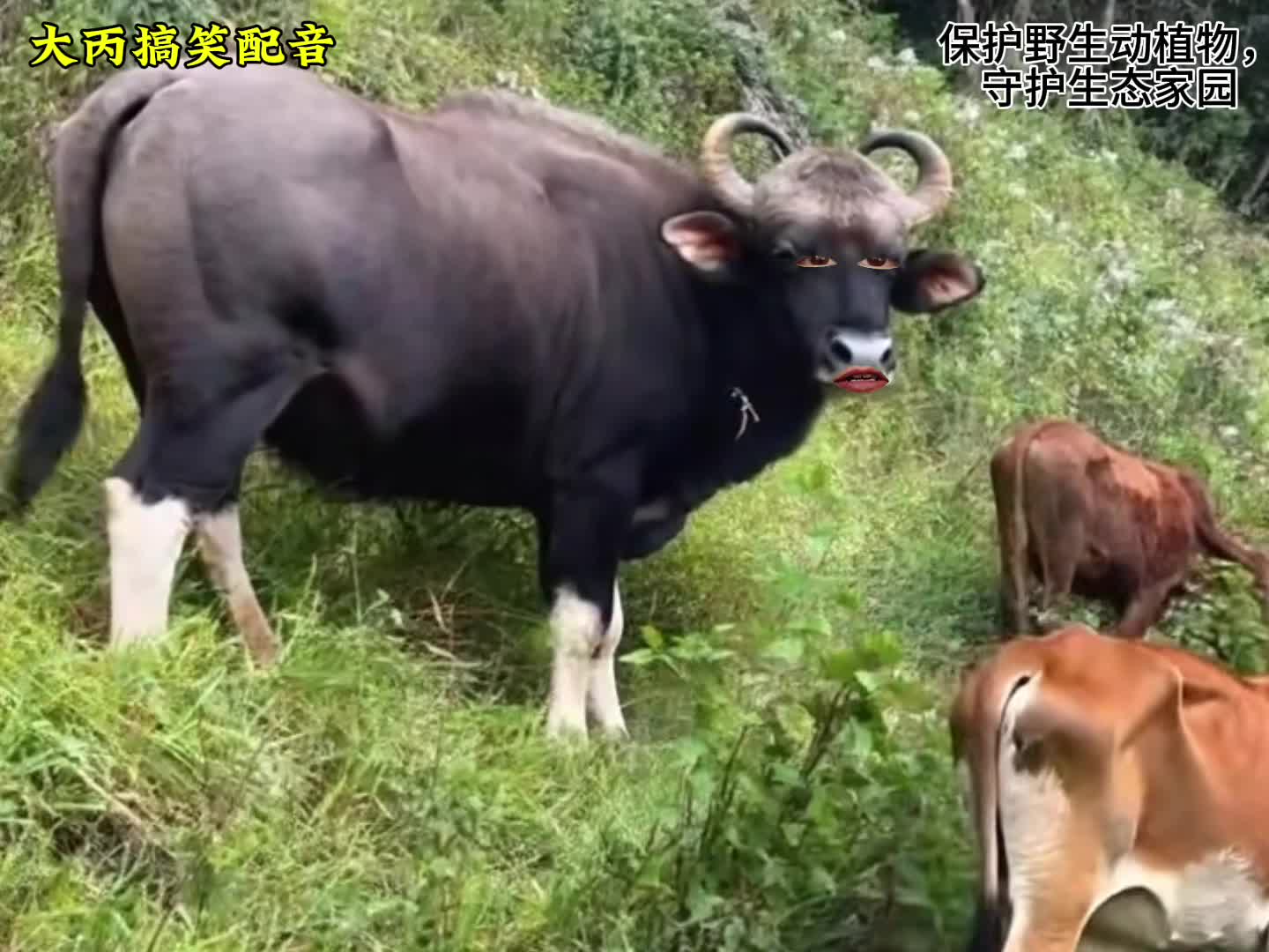 牛牛：我在这个家始终是个外人