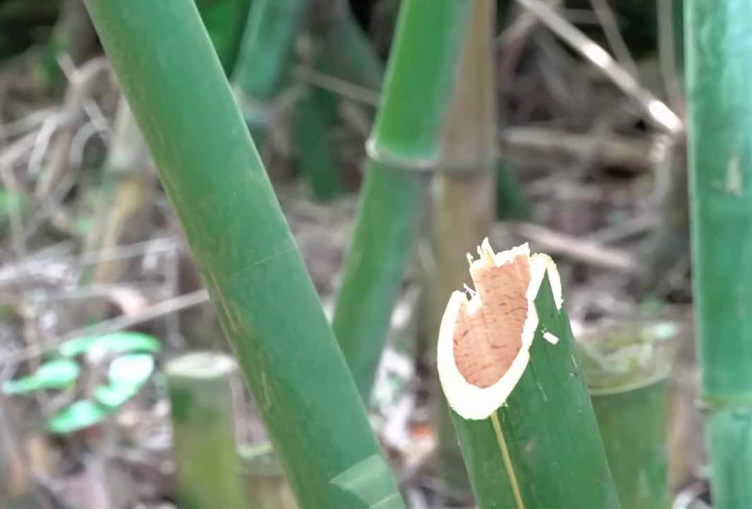 荒野女孩饿肚子，砍竹做饭不够吃，跳进河里捞大餐。