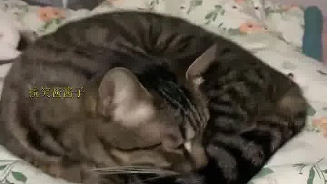 猫小病就去治，大病就去死