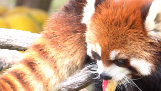 对果果完全没有抵抗力