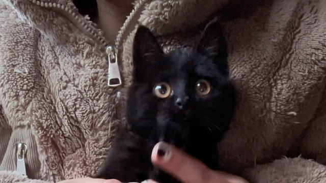 怎么那么乖！小猫在怀里坐着玩都能睡着！