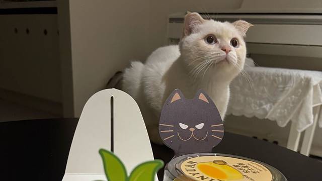 好可爱的小猫咪