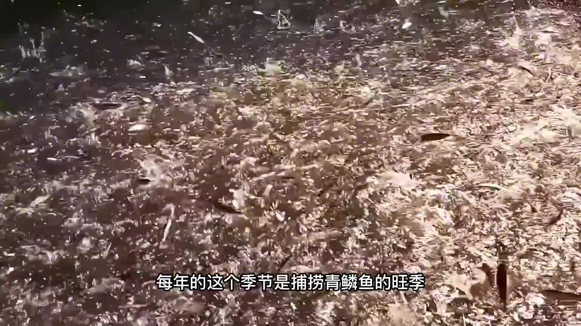 失传已久的捕鱼技术——磺火捕鱼