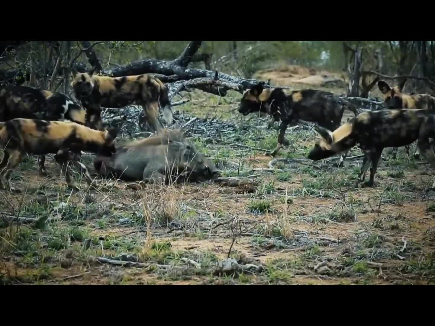 不得不说副主任野狗还是非常乐于助人的，有事真上