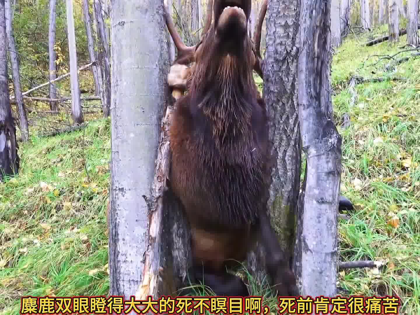麋鹿被卡在树干中间活活饿死了！