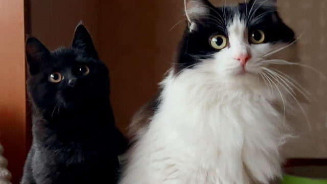 小猫也有自己的好朋友